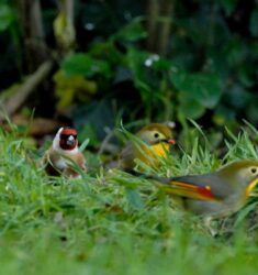11ème comptage hivernal national des oiseaux des jardins en France métropolitaine