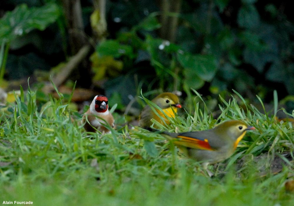 Léiothrix jaunes (Leiothrix lutea)