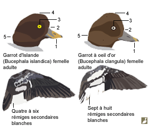 Comparaison des têtes et du dessus des ailes des Garrots à oeil d'or (Bucephala clangula) et d'Islande (Bucephala islandica)