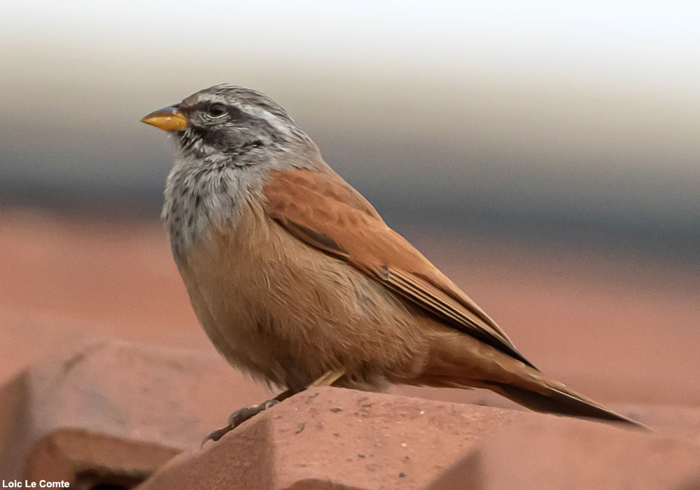 Bruant du Sahara (Emberiza sahari)