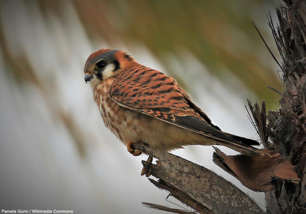 Crécerelle d'Amérique (Falco sparverius) femelle