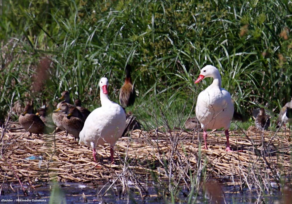 Coscorobas blancs (Coscoroba coscoroba)