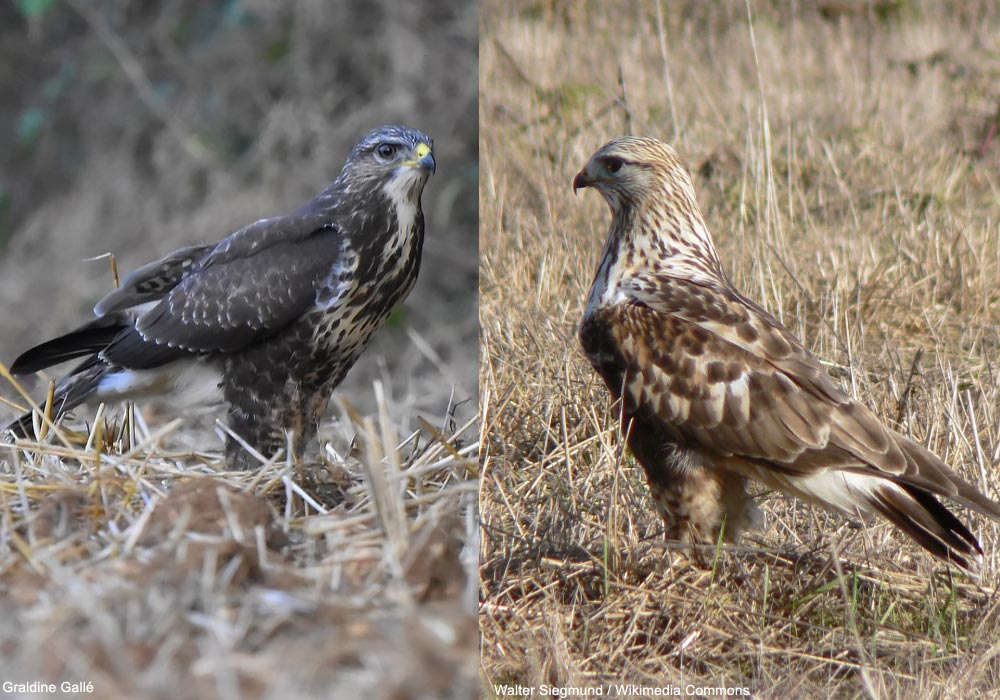 Buses variable (Buteo buteo) et pattue (B. lagopus)