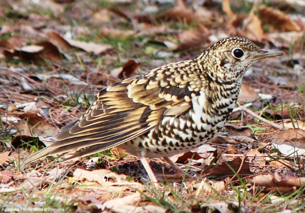 Grive dorée (Zoothera aurea)