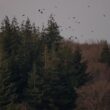 Un dortoir « géant » de Grands Corbeaux dans la forêt de Saint-Hubert (Belgique) depuis la fin de l’année 2023