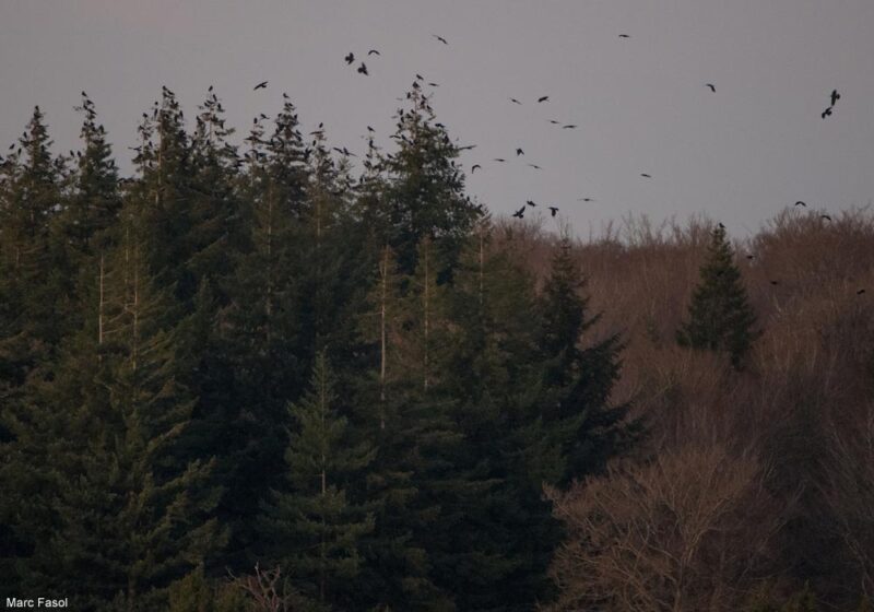 Un dortoir « géant » de Grands Corbeaux dans la forêt de Saint-Hubert (Belgique) depuis la fin de l’année 2023