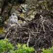 Premier cas documenté de prédation d’un Autour des palombes sur de jeunes Faucons gerfauts