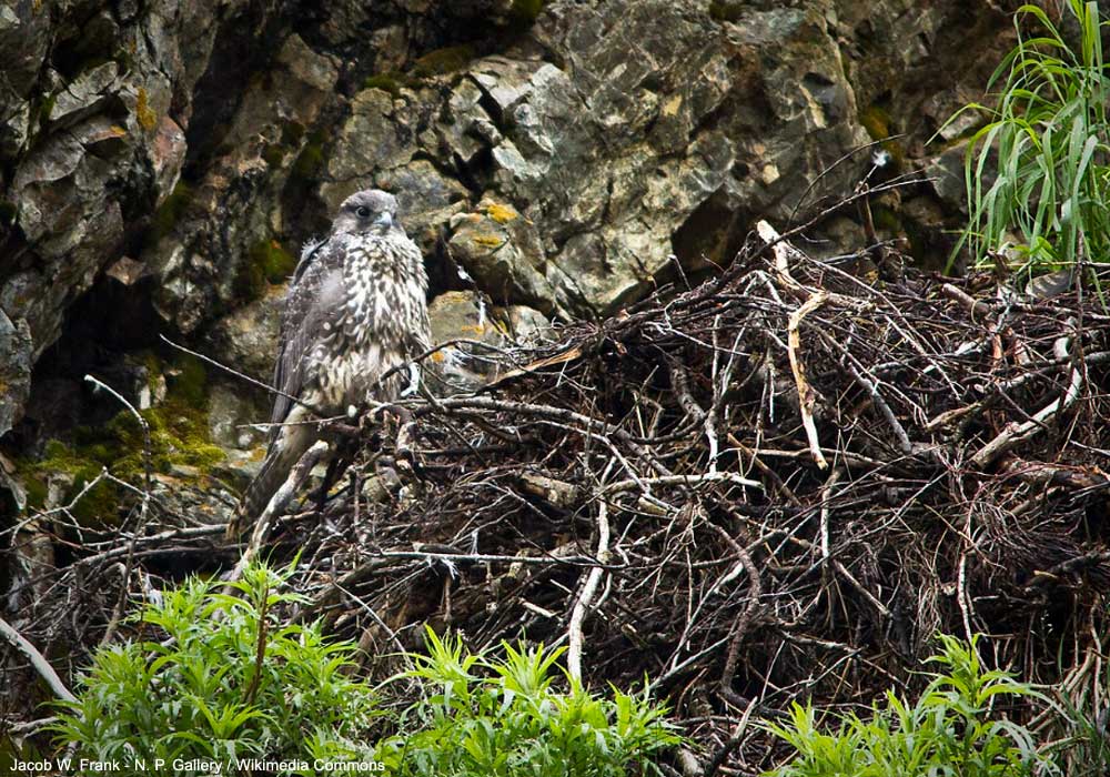 Jeune Faucon gerfaut (Falco rusticolus)