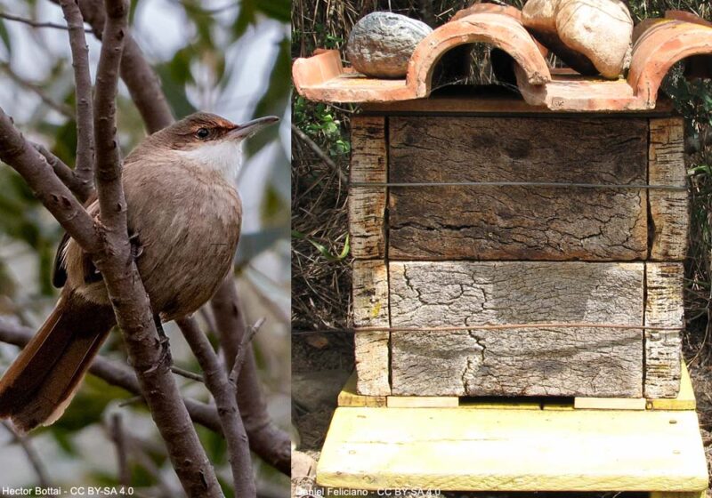 Un cas atypique de nidification du Buissonnier (ou Upucerthie) du Chaco dans une ruche en Argentine