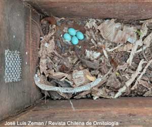 Nid et œufs de Buissonnier du Chaco (Tarphonomus certhioides)