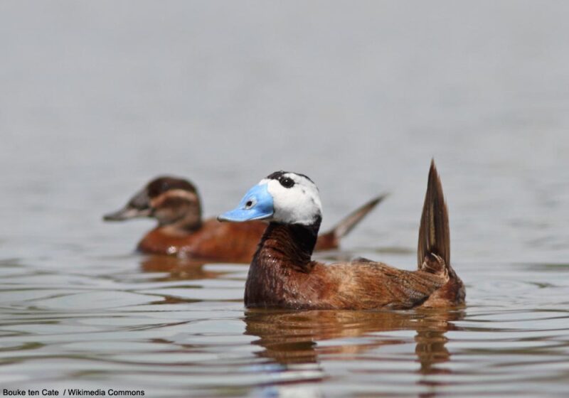 Premier cas confirmé en 2023 de nidification de l’Érismature à tête blanche en Crimée