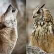 Les hululements du Grand-duc d’Europe pourraient parfois déclencher des hurlements chez le Loup gris
