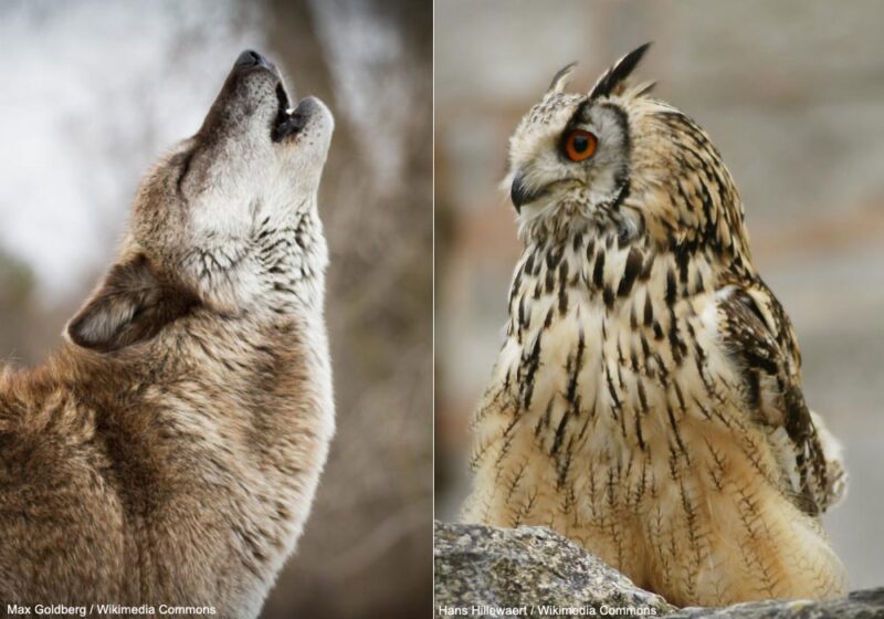 Les hululements du Grand-duc d’Europe pourraient parfois déclencher des hurlements chez le Loup gris