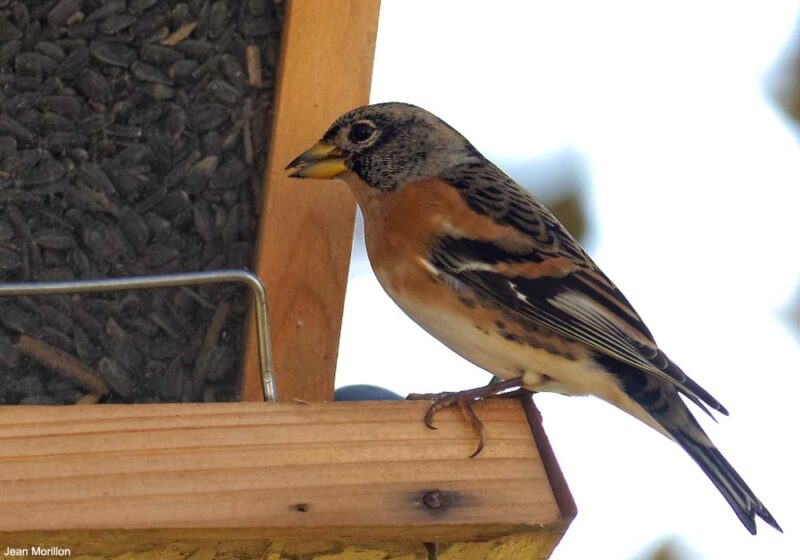 Les oiseaux préfèrent-ils vraiment le tournesol noir au tournesol strié dans les jardins en hiver ?