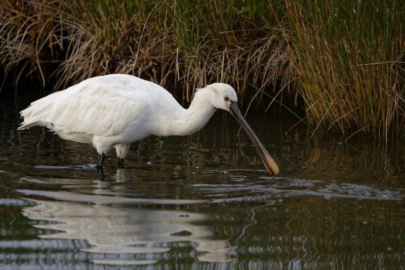 Spatule blanche dans la réserve du Teich