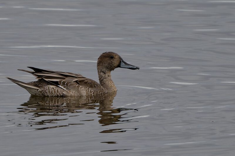 Canard pilet femelle