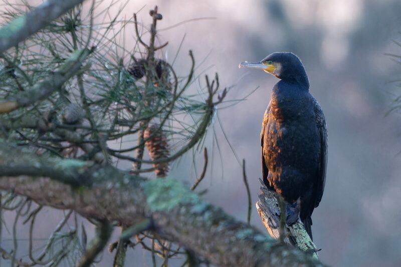 Grand Cormoran au lever du jour