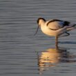 Avocette élégante