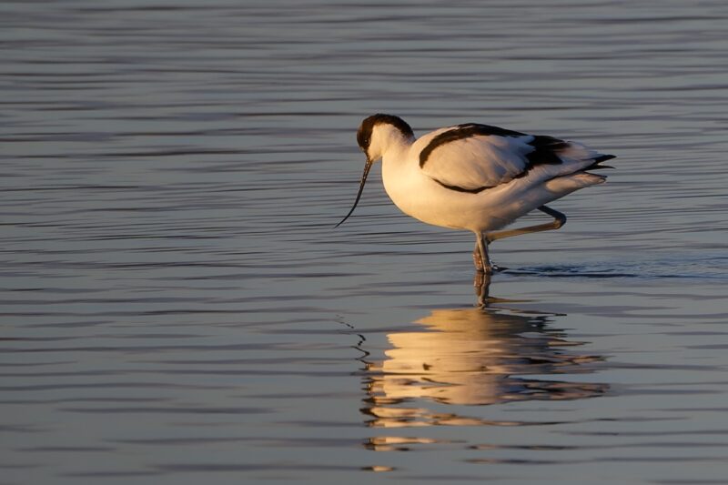 Avocette élégante