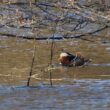 Canard mandarin mâle en liberté