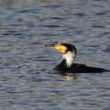 Grand Cormoran en plumage nuptial