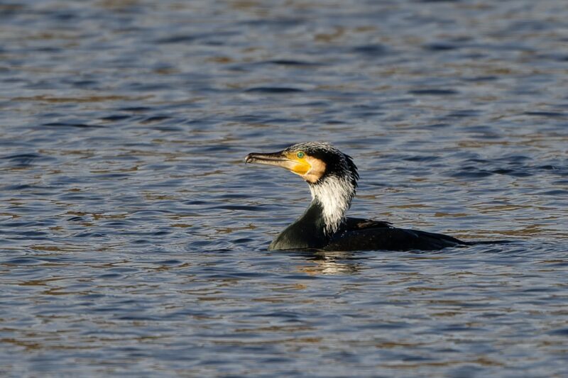 Grand Cormoran en plumage nuptial