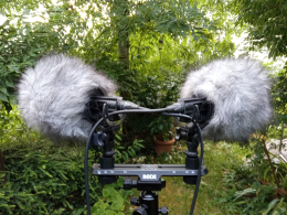 Stage d’initiation à la prise de sons naturalistes dans le massif de la Pinatelle (Cantal)