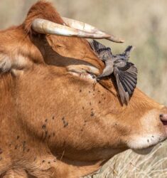 12ème festival Photo Nature de Bachy