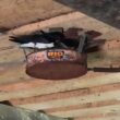 Une boîte de conserve fixée au plafond peut servir de support original de nid pour les Hirondelles rustiques