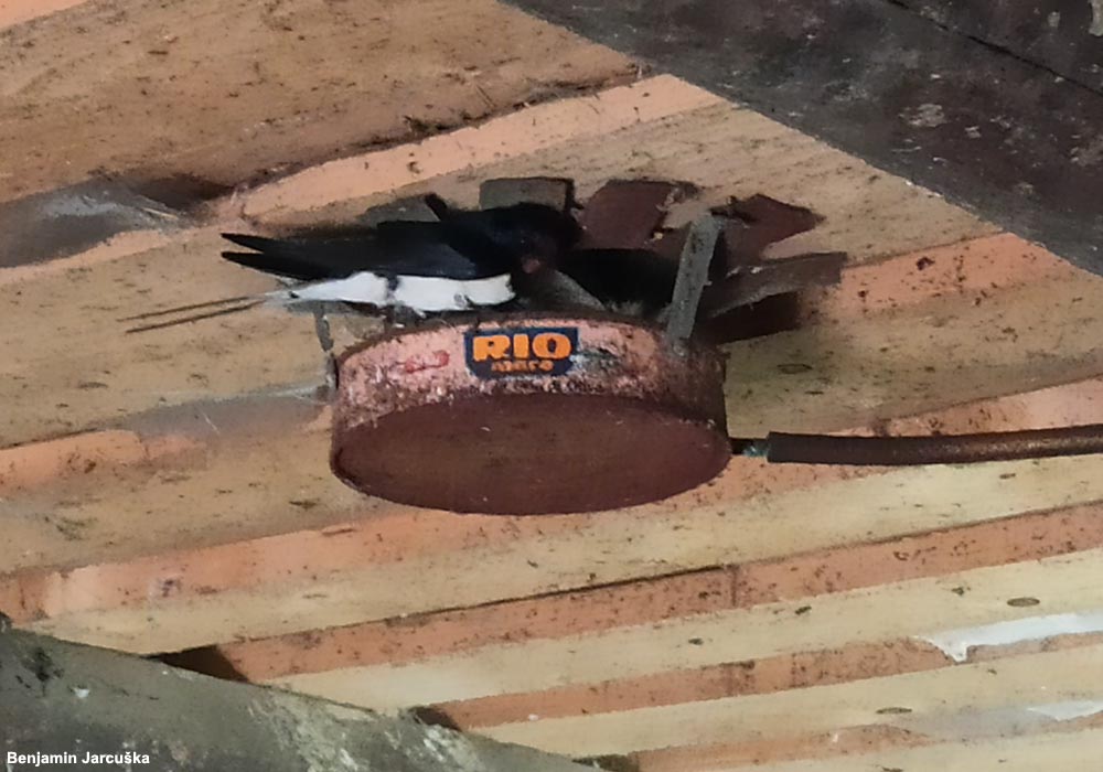 Hirondelles rustiques (Hirundo rustica) nichant en juin 2022 dans une boîte de conserve