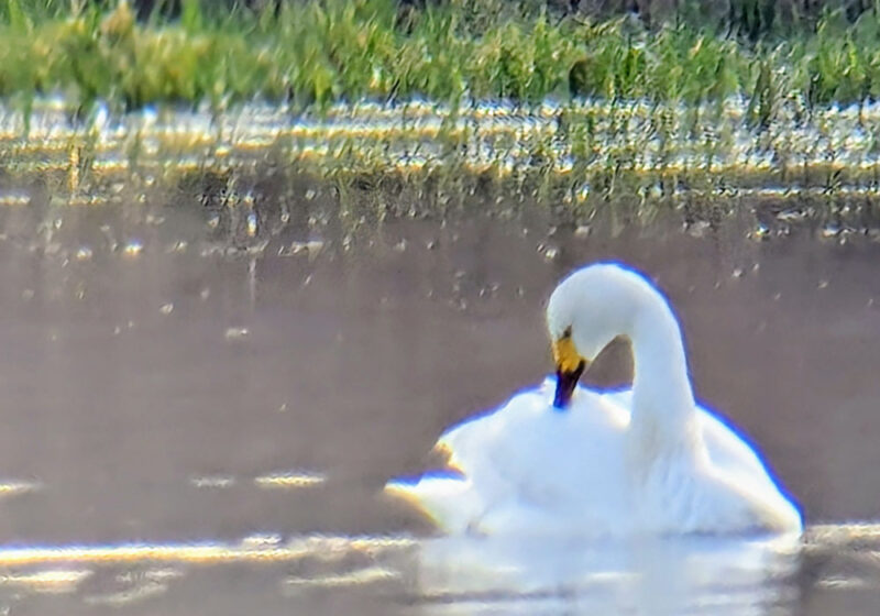Cygne de Bewick en Dombes