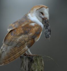 16ème édition des Rencontres du Réseau Francophone Chevêche-Effraie