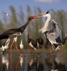 19ème Festival International du Tourisme Ornithologique (FIO)