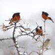 Séjour ornithologique à la fin de l’hiver dans le Grand Caucase et dans les plaines de l’est de la Géorgie