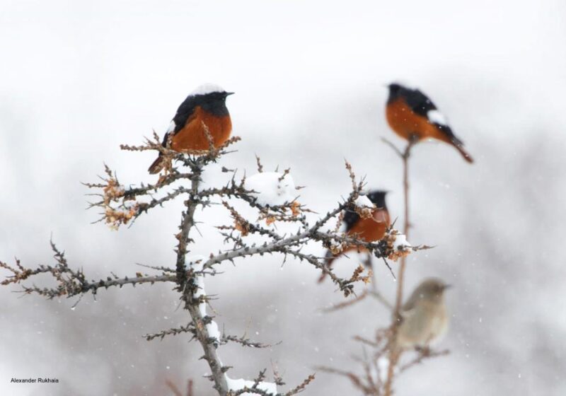 Séjour ornithologique à la fin de l’hiver dans le Grand Caucase et dans les plaines de l’est de la Géorgie