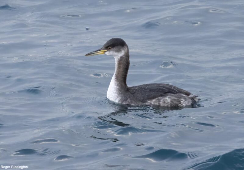 Identification d’un Grèbe jougris de la sous-espèce américano-asiatique dans les Shetland (Grande-Bretagne) en février 2024