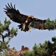 La population autrichienne de l’Aigle impérial a atteint un nouveau record de 42 couples en 2023
