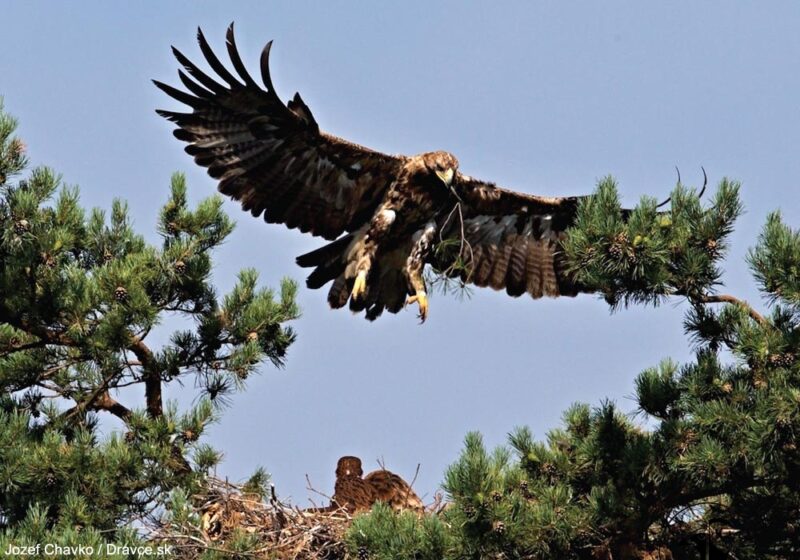 La population autrichienne de l’Aigle impérial a atteint un nouveau record de 42 couples en 2023