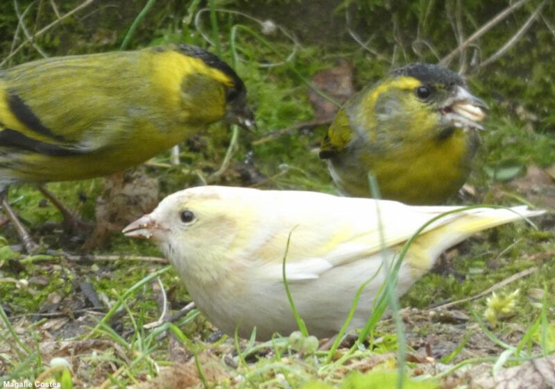 Un Tarin des aulnes au plumage atypique dans le Jardin des Murmures (Gironde) en février 2024