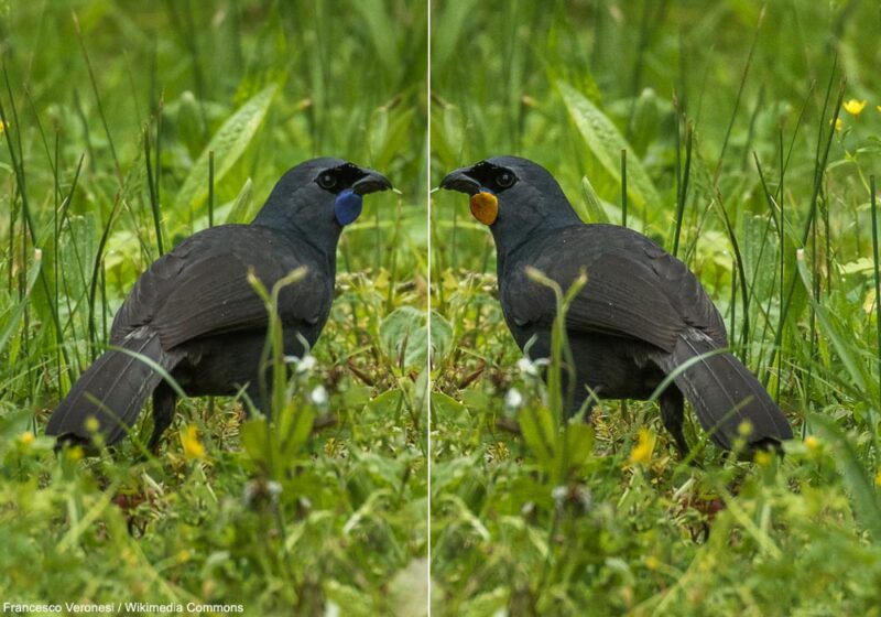 Un Glaucope cendré, une espèce néo-zélandaise considérée comme probablement éteinte, a peut-être été vu en janvier 2024