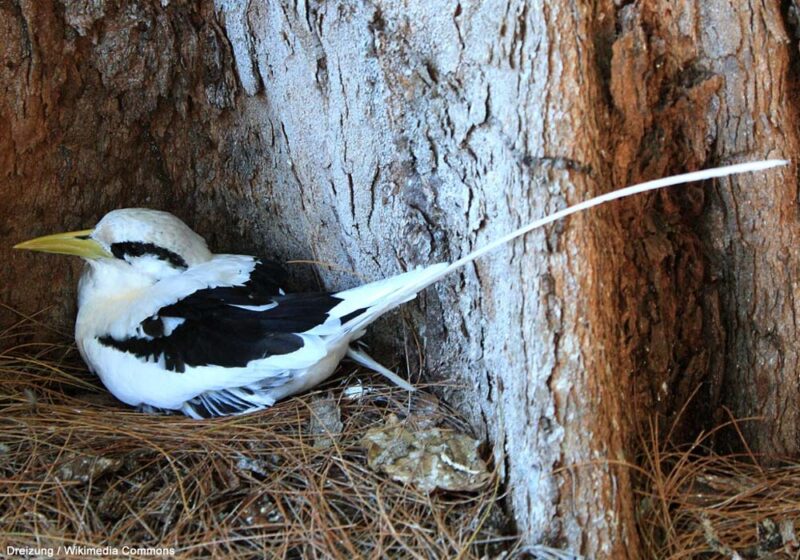 Première nidification confirmée en 2024 du Phaéton à bec jaune dans l’archipel du Cap-Vert et dans le Paléarctique occidental