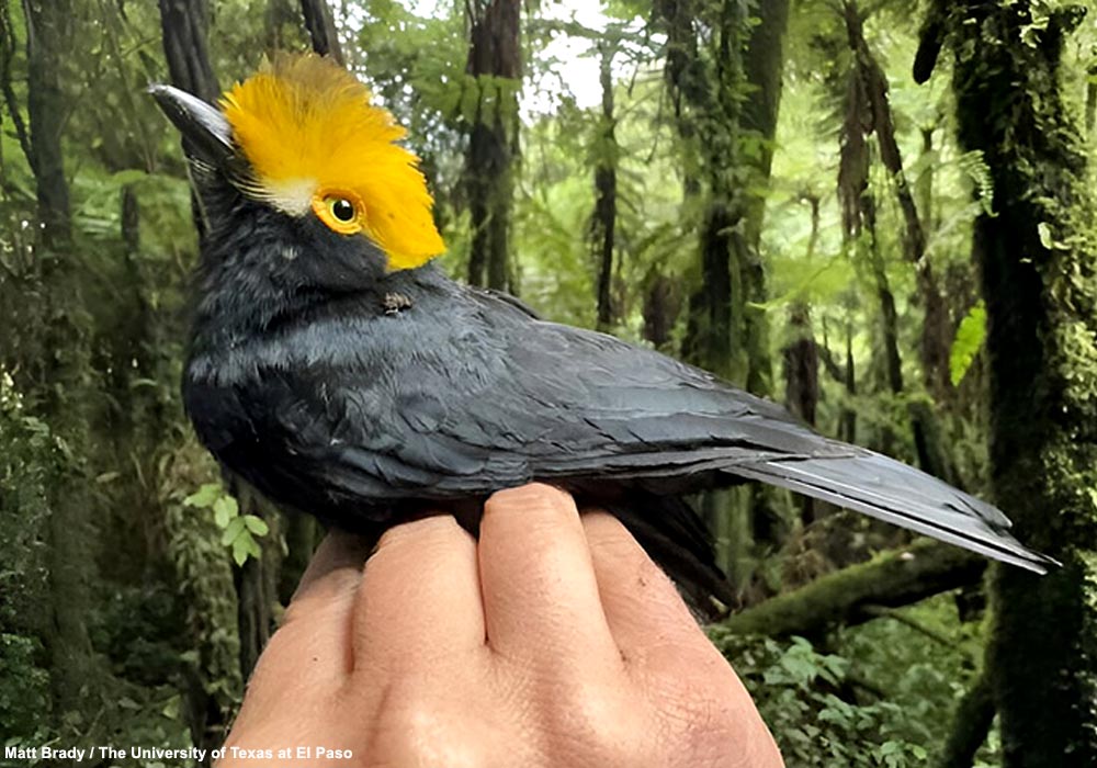 Bagadais d’Albert (Prionops alberti)