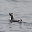 Découverte en 2023 d’un nouveau site de nidification du Guillemot du Japon sur une petite île dans la préfecture de Nagasaki