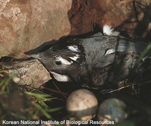 Guillemot du Japon (Synthliboramphus wumizusume) dans son nid