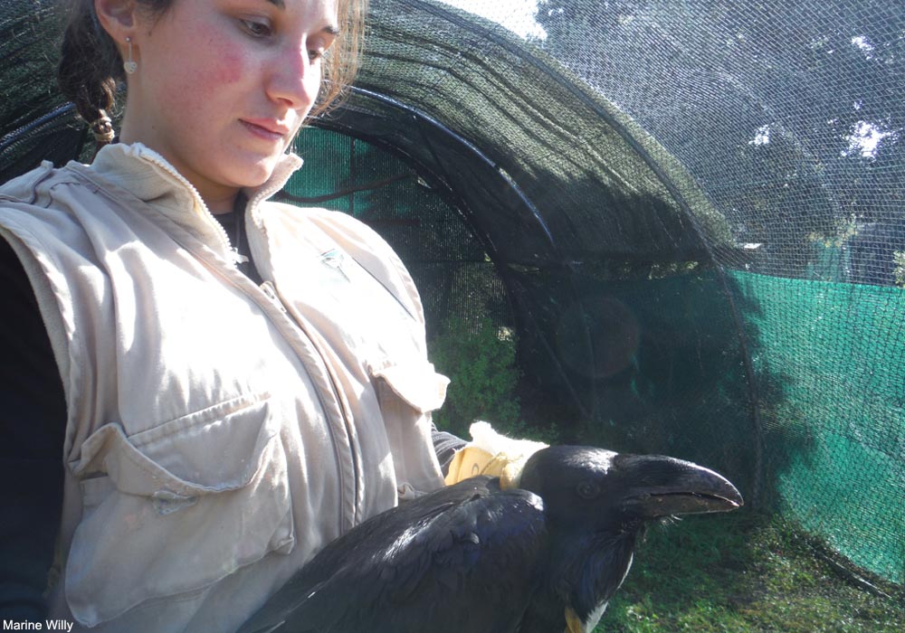 Aurélie Amiault manipulant un Grand Corbeau (Corvus corax)