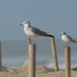 Goéland cendré dans les Landes