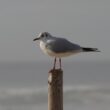 Mouette rieuse