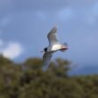 Mouette mélanocéphale près d’Ajaccio