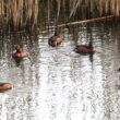 Fuligules nyrocas dans le marais de Capitello