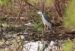 1-Bihoreau gris | Nycticorax nycticorax | Black-crowned Night Heron